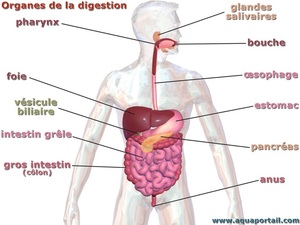 système digestif humain