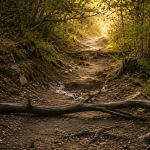 Sentier forestier semé d’obstacles naturels menant vers une zone lumineuse, symbole du cheminement dans les TCA
